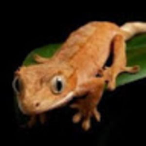 Meet your Posher, Caitlyn